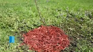 Tiny Tree Planting Instruction