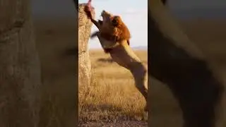 😂 Warthog vs Lion Funny Moments Watch the wild showdown #animals #wildlife #funny
