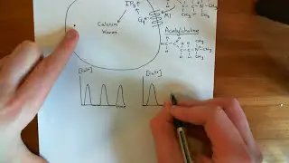 Calcium Waves Part 4