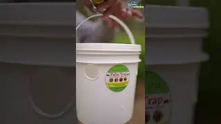 How to use pheromone traps in a coconut farm