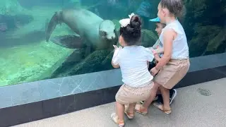 Curious Sea Lion Talking To Our Little Girl🤣
