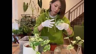 白金葛/雪花葛的养护繁殖