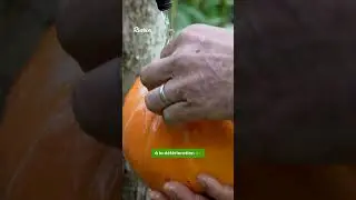 R&eacute;colter et conserver le potiron 🎃