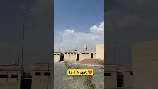 TAIF MIQAT ❤️#shorts