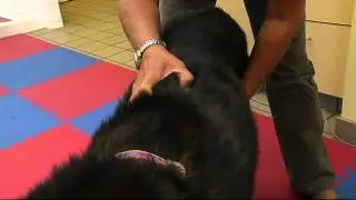 Physical Therapy for Senior Dogs - Shaw TV Victoria