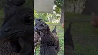 Curious chicken #chicken