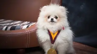 Lily - Pomeranian Puppy - 4 Weeks Residential Dog Training