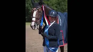 Van de Vivaldi - stallion at stud
