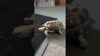 Care for Red footed Tortoise