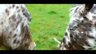 True Appaloosa Web DE