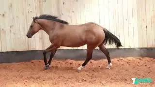 HIP 17