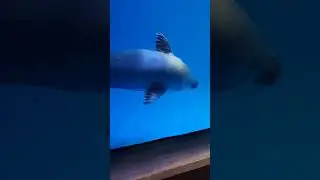 #물범 #animal #trueseal