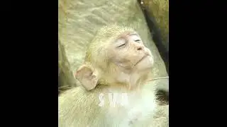 Bro Checking Somethings On Monkey Rya