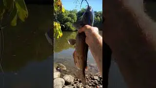 Saturday morning fishing the saint Joseph river FORT Wayne Indiana