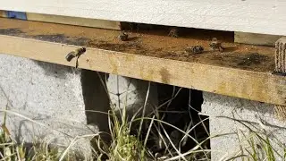 Bees flying on warm winter day