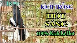 Cho&egrave; than m&aacute;i k&iacute;ch l&agrave; trống h&oacute;t | K&iacute;ch cho&egrave; than h&oacute;t 1 tiếng mỗi s&aacute;ng