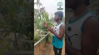 மாமரத்துடன் Motivation.... #garden #gardening #farming #motivation #motivational #motivationalvideo