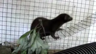 mink