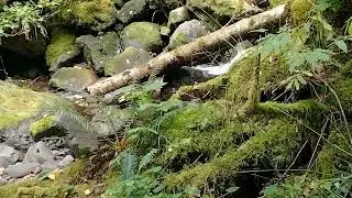 Eco Therapy