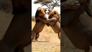 lions fight 🦁 #lions #shorts #ytshorts #fun #jungle #advanture #ai