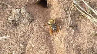 Pantaloon Bee at Hartlebury Common - August 2016