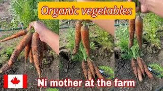 Organic Crops at the farm | our mother&rsquo;s garden