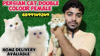 😍DOUBLE COLOUR PERSIAN CAT TRIPPE COAT BABY &bull; TRIPLE COAT BABY &bull;HOME DELIVERY AVALIABLE  #cat #viral