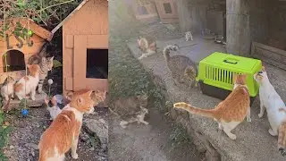 A Colony of Cute Cats Warmly Welcomes Their Family Member After Sterilization / TNR