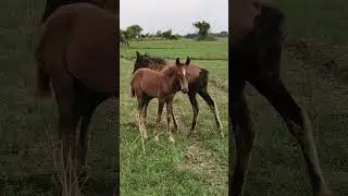 kitne pyare gode ke bacche hai #horse #animals #ytshorts #viral #trending