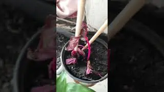 Bloodleaf