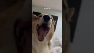Corgi Core