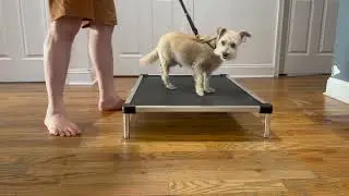 Shaping A Sit To A Down | Teaching Down To A Dog That Keeps Popping Up