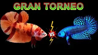🤩Competencia de peces betta exóticos en MEXICO🤩