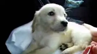Hynca in de auto *geeuw*