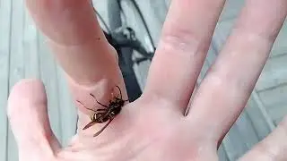Кормлю осу / feeding the wasp / Dolichovespula media