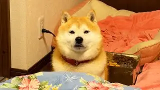 Shibe has something to say
