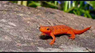 Big Night Migration, Part 2: Behind the Camera &bull; Daily Dose of Nature