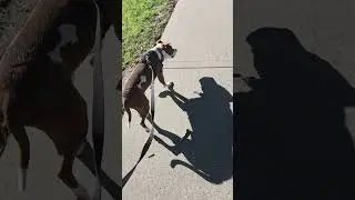 🎓 From Pulling to Perfection: A Pitbull&rsquo;s Leash Training Transformation