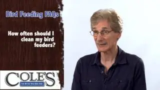 How Often Should I Clean My Bird Feeders?