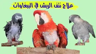 طريقة فعاله لعلاج نتف الريش عند الببغاوات,علاج نتف الريش عند الطيور,علاج تساقط الريش عند الطيور,