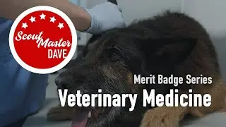 🐾 Veterinary Medicine Merit Badge Overview | ScoutMaster Dave