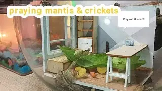 Praying Mantis Hunting a Cricket &mdash; The Ending Will Surprise You! #asmr #art #trendingshorts #pets 