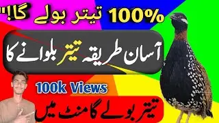 Teeter ko bulane ka tarika🥺 Black Teetar voice|Kale Teetar ki awaaz|Teetar ko bulane wali awaaz