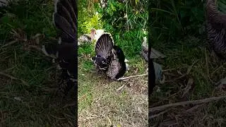 free range foraging homestead pastured turkey birds in nature 😎🦃 #viral #shorts
