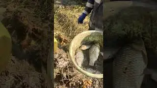 Fish Hunting With JCB 🐟🐠 fishing 🎣🐠