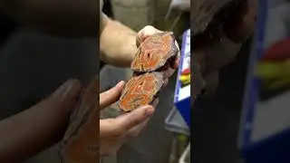 Don't celebrate too early ;) Cutting a nice Dryhead Agate! #shorts #gemstone #agate #agates #happy