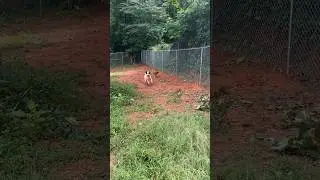 Finally these dogs have a full fenced yard to run and play! #free #yard