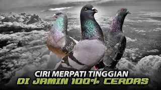 CIRI - CIRI MERPATI TINGGIAN BAGUS & CERDAS ‼️