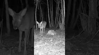 3 roedeer on trailcam #deer #woods #trailcam #wildanimals #roe #doe #buck