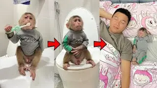 The #1 Secret to Cubis the Smart Monkey's AMAZING Bedtime Routine!